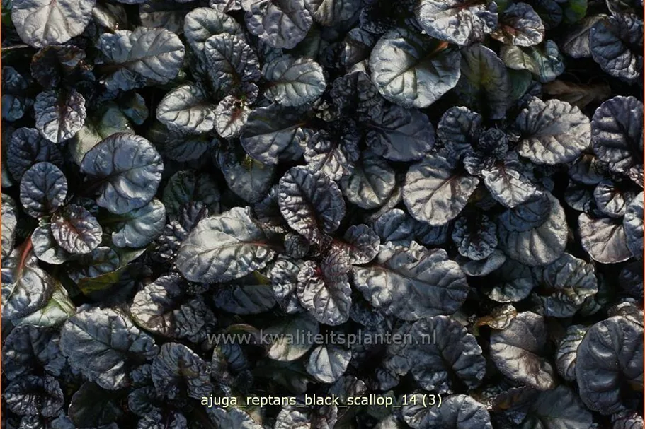 Ajuga reptans 'Black Scallop'®