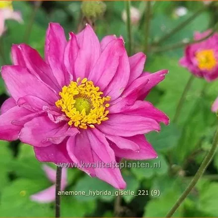 Anemone hybrida 'Giselle'