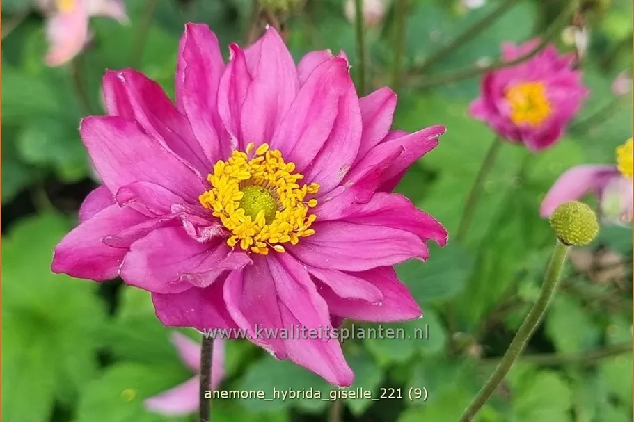 Anemone hybrida 'Giselle'