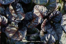 Ajuga reptans 'Black Scallop'®
