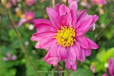 Anemone hybrida 'Giselle'