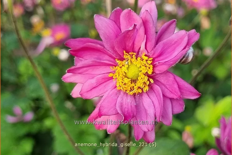 Anemone hybrida 'Giselle'