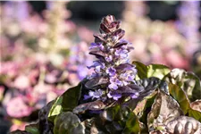Ajuga reptans 'Black Scallop'®