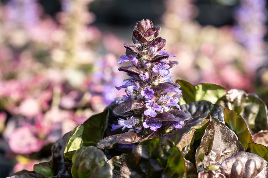 Ajuga reptans 'Black Scallop'®