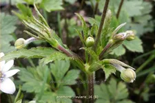 Anemone rivularis