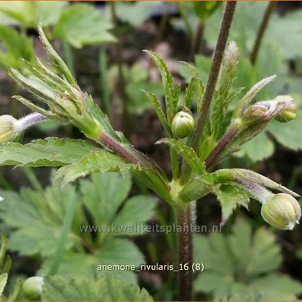 Anemone rivularis