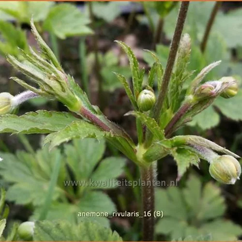 Anemone rivularis
