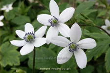 Anemone rivularis