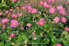 Anemone hybrida 'Giselle'