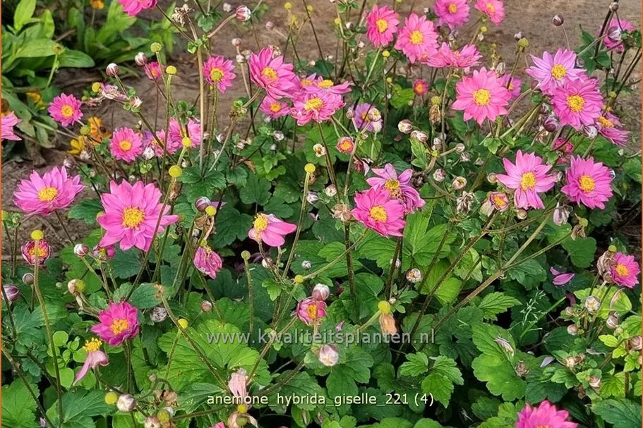 Anemone hybrida 'Giselle'