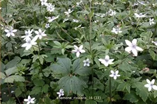 Anemone rivularis