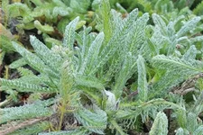 Achillea tomentosa 'Aurea'