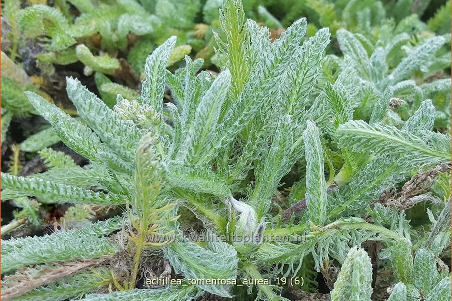 Achillea tomentosa 'Aurea'