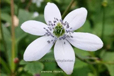 Anemone rivularis