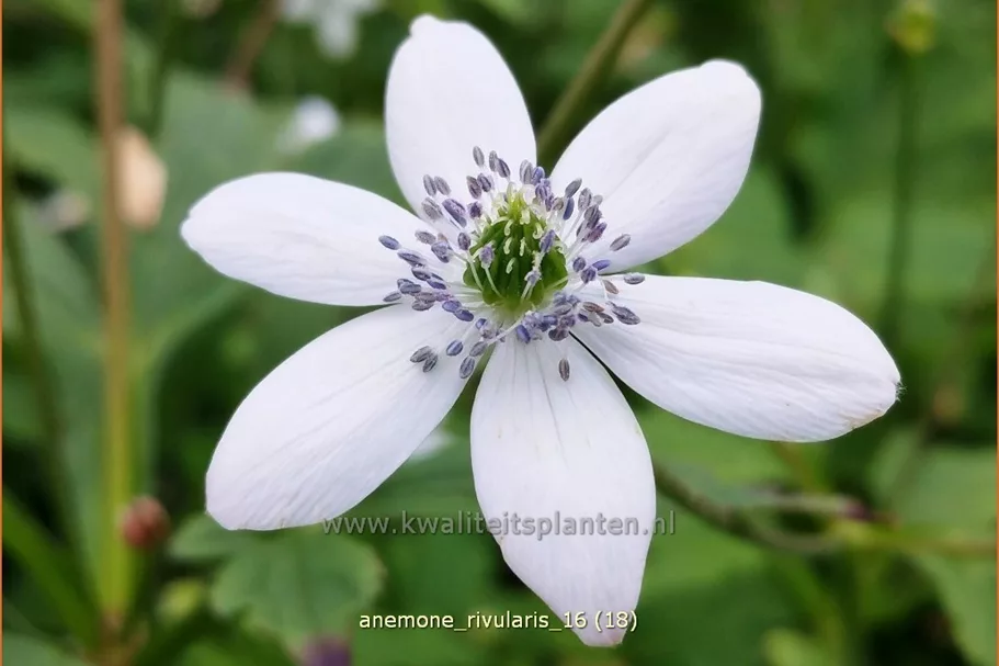 Anemone rivularis