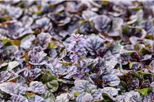 Ajuga reptans 'Black Scallop'®