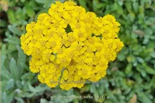 Achillea tomentosa 'Aurea'