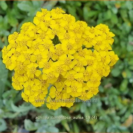 Achillea tomentosa 'Aurea'