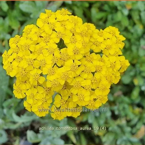 Achillea tomentosa 'Aurea'