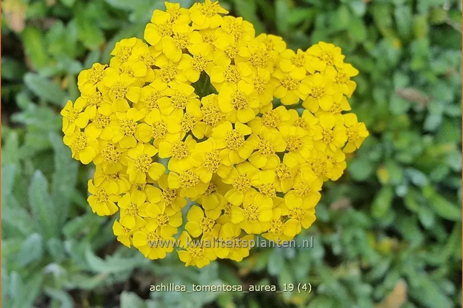 Achillea tomentosa 'Aurea'