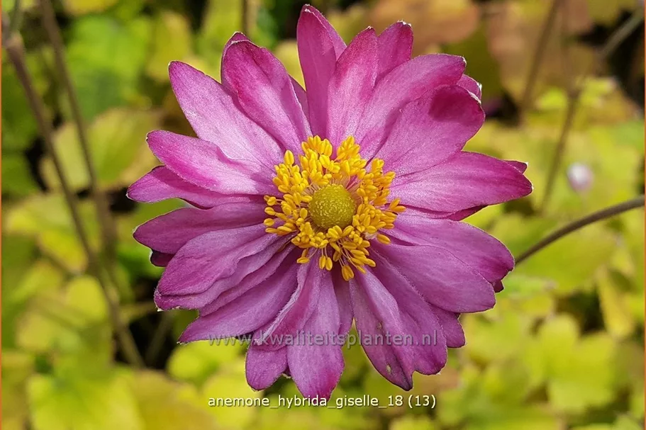 Anemone hybrida 'Giselle'