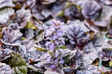 Ajuga reptans 'Black Scallop'®