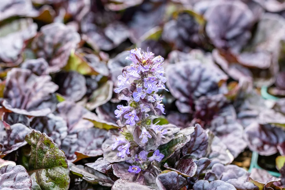 Ajuga reptans 'Black Scallop'®