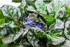 Ajuga reptans 'Black Scallop'®