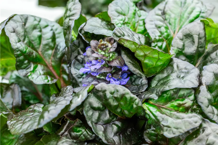 Ajuga reptans 'Black Scallop'®