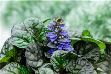 Ajuga reptans 'Black Scallop'®