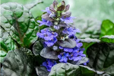Ajuga reptans 'Black Scallop'®
