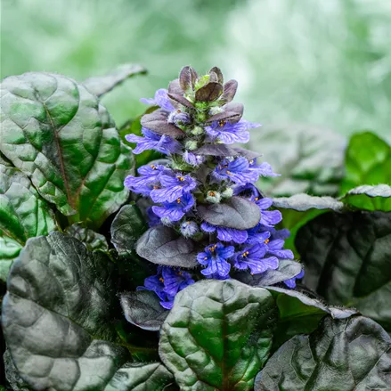 Ajuga reptans 'Black Scallop'®