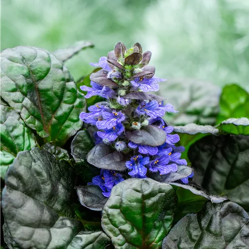Ajuga reptans 'Black Scallop'®