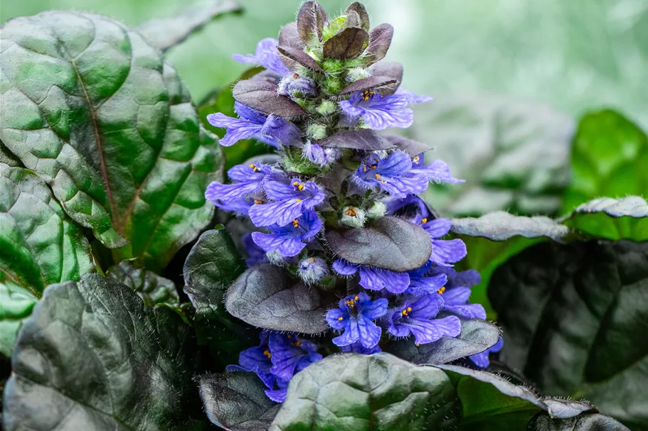 Ajuga reptans 'Black Scallop'®