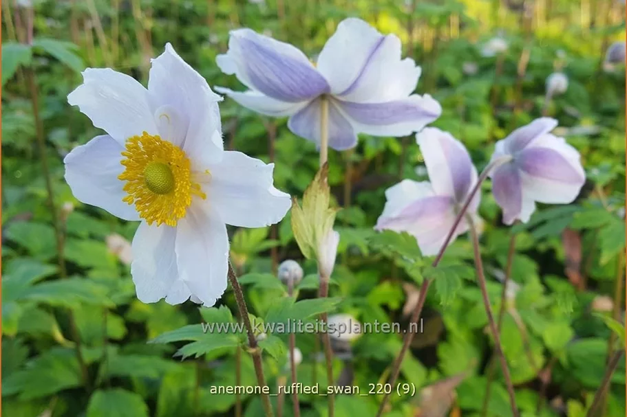 Anemone japonica 'Ruffled Swan'