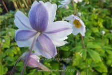 Anemone japonica 'Ruffled Swan'