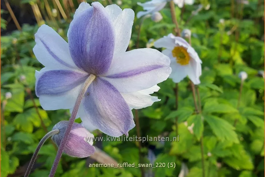Anemone japonica 'Ruffled Swan'