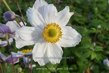 Anemone japonica 'Ruffled Swan'