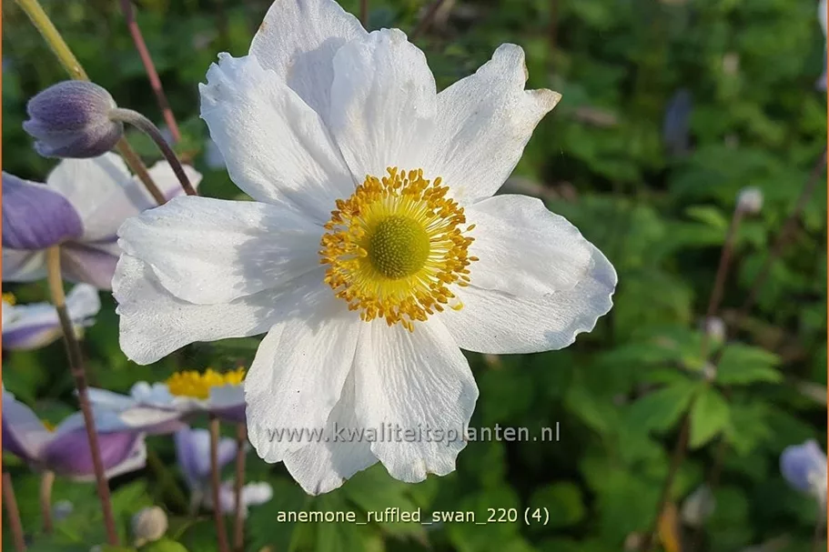 Anemone japonica 'Ruffled Swan'