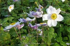 Anemone japonica 'Ruffled Swan'