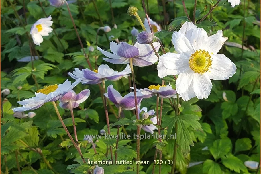 Anemone japonica 'Ruffled Swan'
