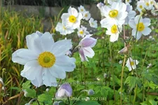 Anemone japonica 'Ruffled Swan'