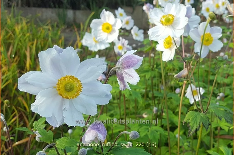 Anemone japonica 'Ruffled Swan'