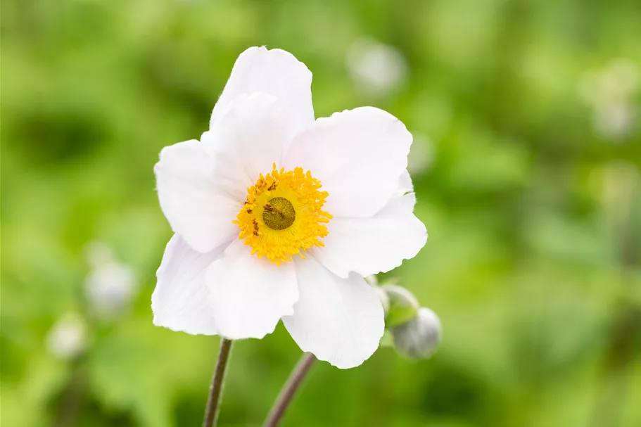 Anemone japonica 'Ruffled Swan'