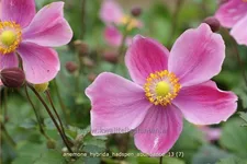 Anemone hybrida 'Hadspen Abundance'