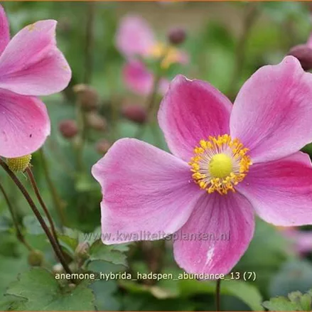 Anemone hybrida 'Hadspen Abundance'