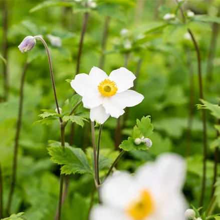 Anemone japonica 'Ruffled Swan'