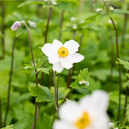 Anemone japonica 'Ruffled Swan'