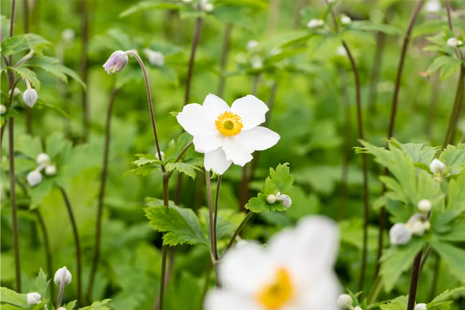 Anemone japonica 'Ruffled Swan'