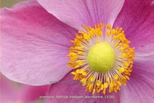 Anemone hybrida 'Hadspen Abundance'